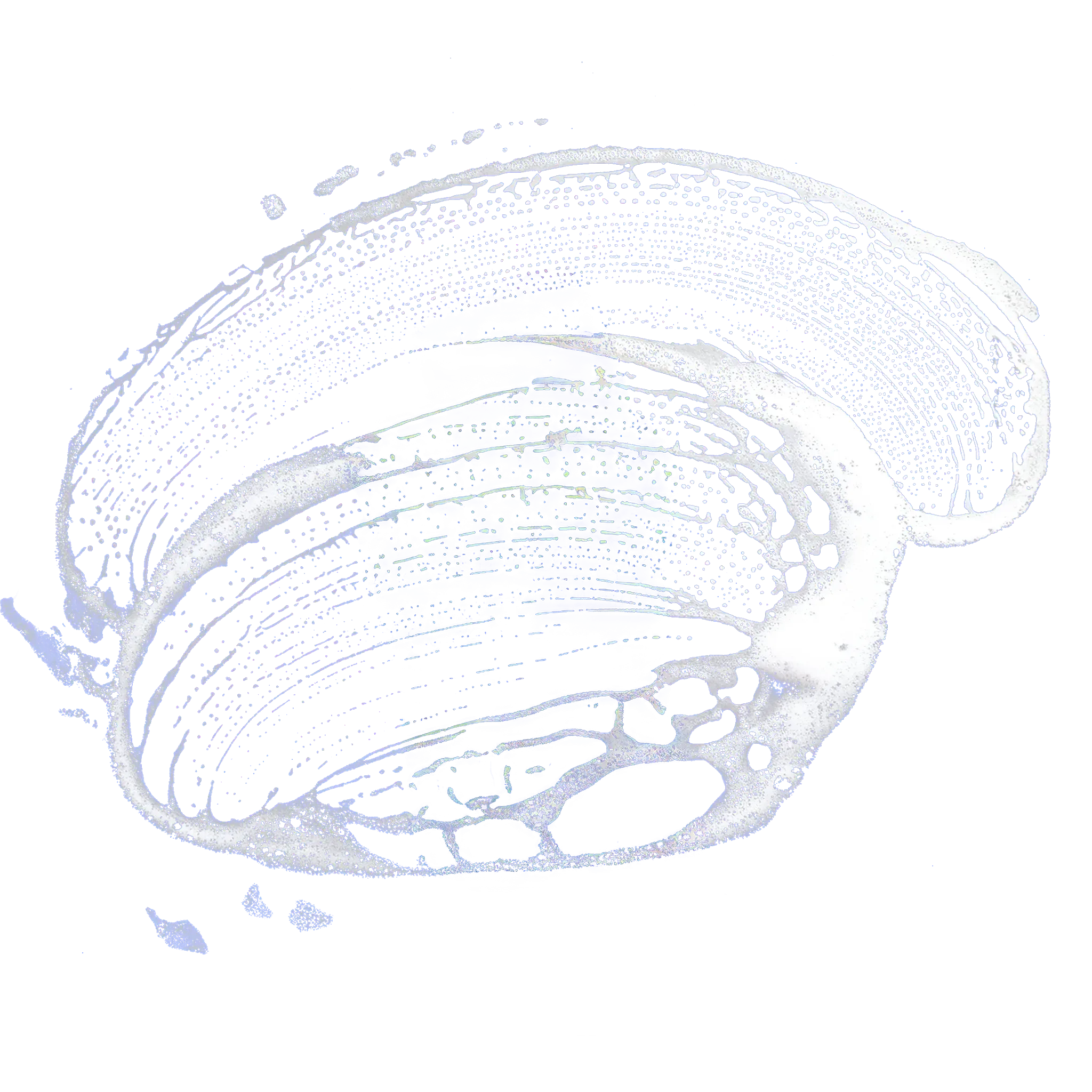 Foam